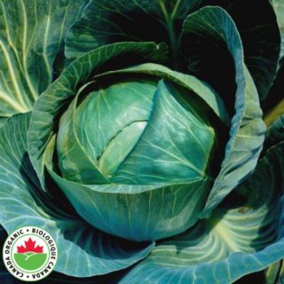 Farao Organic Cabbage Thumbnail